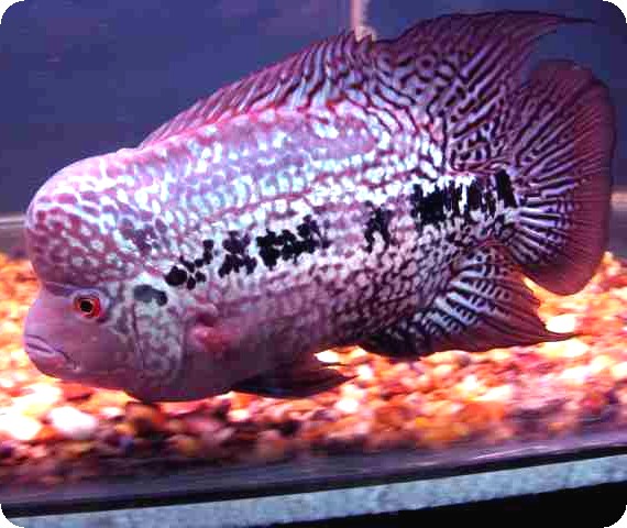 Flowerhorn - Grand Pearl Kamfa - 1-2 inch Flowerhorn - Grand Pearl Kamfa - 1-2 inch